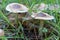 Season mushrooms. Wild mushroom tricholoma saponaceum growing rows.