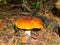 The season for picking porcini mushrooms in the forest