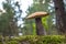 Season red cap mushroom grow in wood