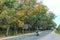 Season rubber trees change  leaves on outskirts road with traffic background