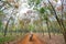 Season rubber trees change  leaves on outskirts road with traffic background