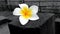Season Symbolic  Flower White Plumeria Flower Image