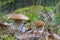 Season two porcini white mushrooms grow in nature