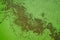 Seasonal algae bloom. Polluted river water