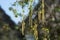 Seasonal allergy - birch tree blossom, pollen