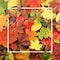 Seasonal autumn background. Frame of colorful maple leaves.