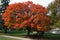 Seasonal Autumn Fall Colors in Southwestern Ontario