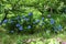 Seasonal blooming hydrangea
