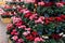 Seasonal blooming winter flowers. Rows of pink and red cyclamen flowers in a pots in the garden store center. Gardening