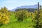 Seasonal blossom of evergreen avocado trees in April on plantations in Asturias, North of Spain