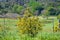 Seasonal blossom of evergreen avocado trees in April on plantations in Asturias, North of Spain