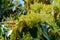 Seasonal blossom and harvest of evergreen avocado trees in April on plantations in Asturias, North of Spain