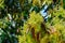 Seasonal blossom and harvest of evergreen avocado trees in April on plantations in Asturias, North of Spain