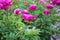 Seasonal blossoming of colorful big peony roses in garden