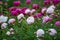 Seasonal blossoming of colorful big peony roses in garden