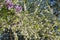 Seasonal cherry blossom tree with purple lilac in springtime backyard