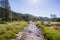 Seasonal creek running through a meadow, Pinnacles National Park, California