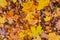 Seasonal design autumn background yellow brown flora base maple oak base