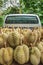 Seasonal durian fruit harvest. Pickup truck in orchard full of fresh durian, the king of fruits in Southeast Asia. Summer season.