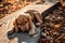 Seasonal Feeding for Dogs in Autumn. Outddors portrait of Cute cocker spaniel puppy in autumn park