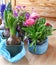 Seasonal flowering of balcony