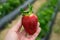 Seasonal fruit / harvest concept big red juicy organic strawberries
