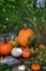 Seasonal garden pumpkin display with several sizes and shapes.