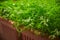 Seasonal greenery grows at balcony flowerpots