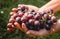 Seasonal harvest of grapes