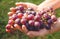 Seasonal harvest of grapes. Wine-making and agriculture