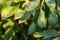 Seasonal harvest of green orgaic avocado, tropical green avocado