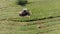 Seasonal harvesting of silage for livestock feed on a green summer meadow with a modern tractor