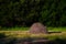 Seasonal haystack, foliage and grass