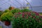 Seasonal Mums Displayed in Greenhouse