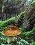 Seasonal mushroom- Cep