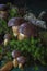 Seasonal mushroom picking. Preparations for the winter, making homemade marinades. Forest in autumn.Edible mushroom. Autumn