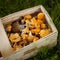 Seasonal mushrooms in a basket