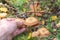Seasonal picking of edible mushrooms in the forest. A man`s hand collects mushrooms Agaric honey from the ground