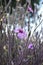 Seasonal pink flower in the garden