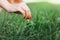 Seasonal planting grass close up. Woman`s hand takes care of the lawn