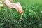 Seasonal planting grass close up. Woman`s hand takes care of the lawn. Space for text