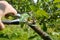 Seasonal pruning by pruners of young fruit trees