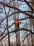 Seasonal pruning of trees in the city park service