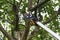 Seasonal pruning trees with pruning shears. Gardener pruning fruit trees with pruning shears. Taking care of garden. Cutting tree