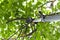 Seasonal pruning trees with pruning shears. Gardener pruning fruit trees with pruning shears. Taking care of garden. Cutting tree