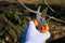 Seasonal pruning trees with pruning shears. Gardener pruning a tree branch by secateurs in garden, closeup