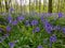 Seasonal purple-blue carpet of flowering bluebells wild hyacinths in spring forest