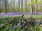 Seasonal purple-blue carpet of flowering bluebells wild hyacinths in spring forest