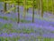 Seasonal purple-blue carpet of flowering bluebells wild hyacinths in spring forest