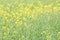 Seasonal rapeseed field, detailed agricultural photo